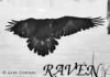 raven18