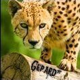 Gepard14